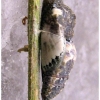 pontia chloridice pupa